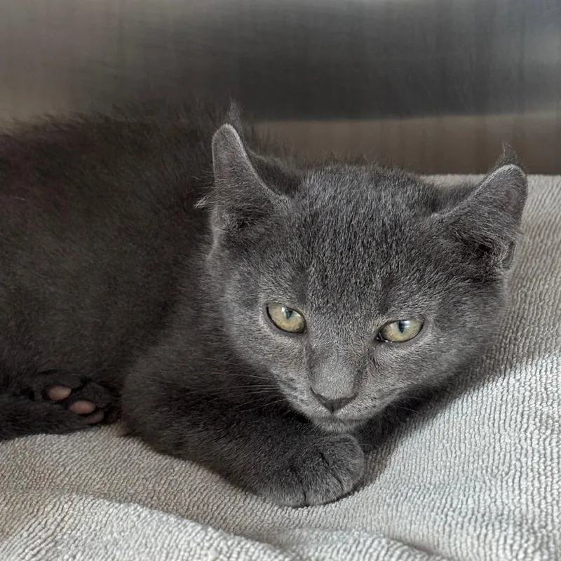 A baby small-sized male Gray / Blue / Silver Domestic Short Hair cat named Jumpy for adoption in Springfield, MA