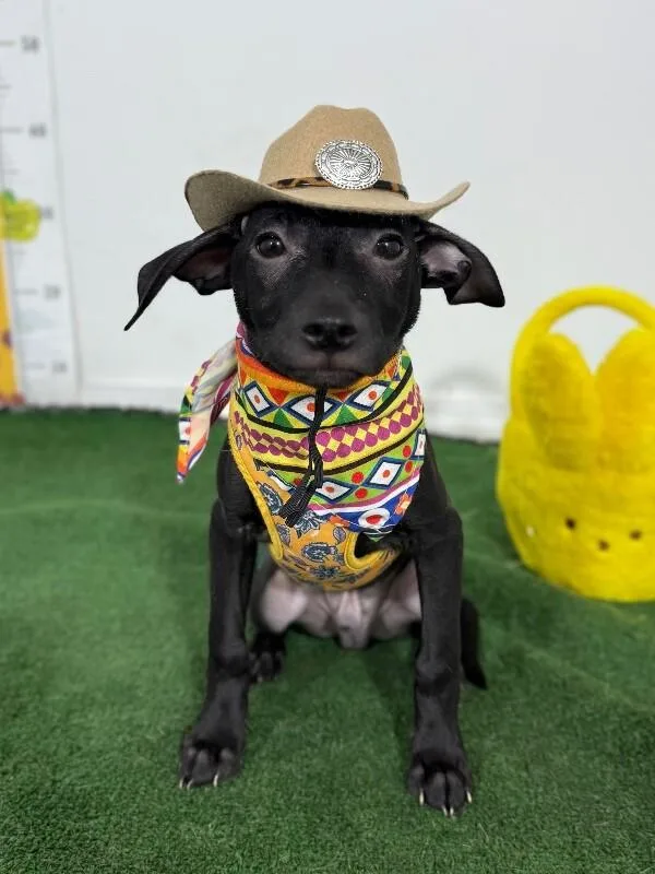 A baby medium-sized male Black Labrador Retriever dog named Ollie for adoption in Carlsbad, CA