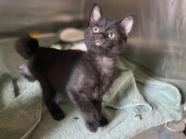 A baby small-sized female Domestic Short Hair cat named Delilah for adoption in Fort Wayne, IN