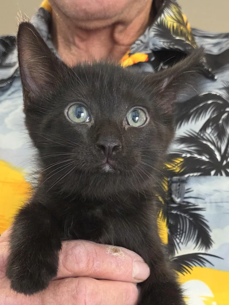 A young medium-sized male Black Domestic Medium Hair cat named Echo for adoption in Mesquite, NV