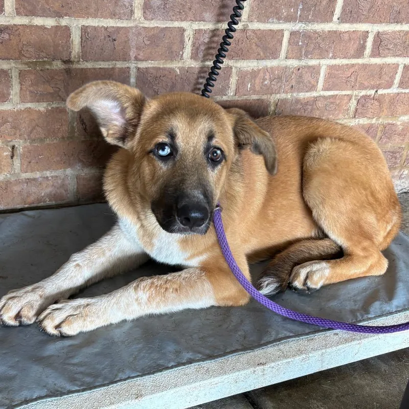 A baby medium-sized female Yellow / Tan / Blond / Fawn Anatolian Shepherd dog named Annie for adoption in Birmingham, AL