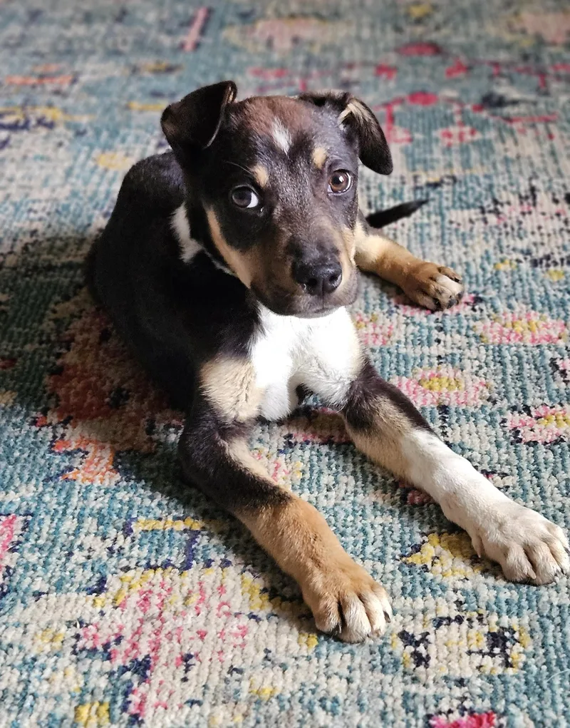 A baby medium-sized male Bicolor Hound dog named Sammy for adoption in Perryville, AR