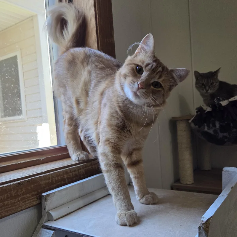 A young medium-sized male Tabby (Orange / Red) Tabby cat named Jack for adoption in Manistique, MI