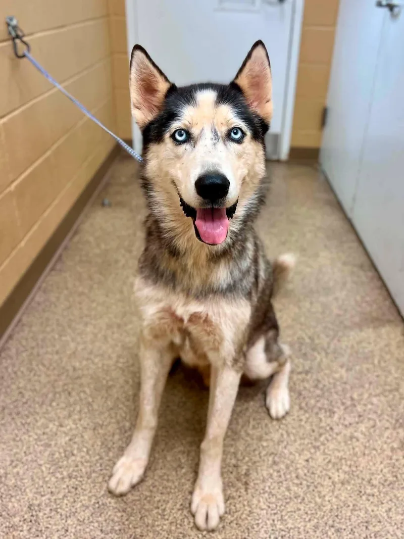 An adult medium-sized male White / Cream Husky dog named Yukon for adoption in Fort Payne, AL