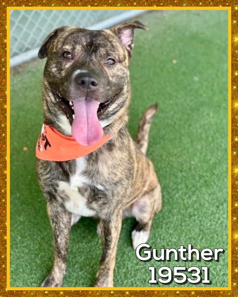 An adult large-sized male Dutch Shepherd dog named Guntherrocko for adoption in Marietta, GA