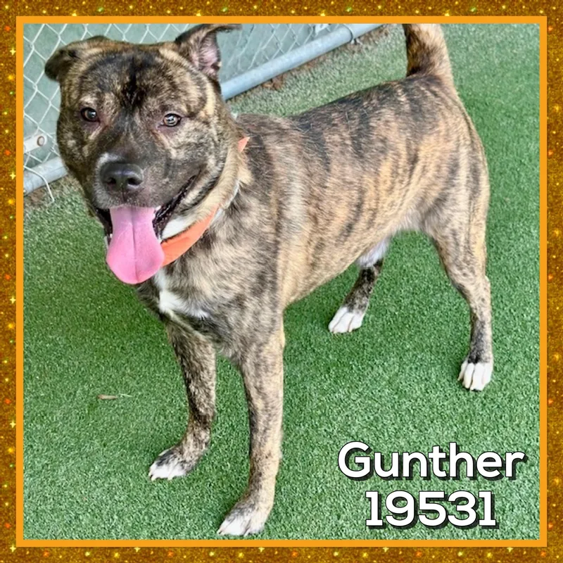 Guntherrocko thumbnail 2