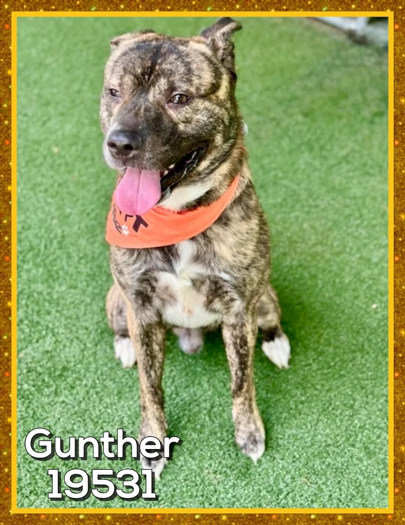 Guntherrocko thumbnail 4