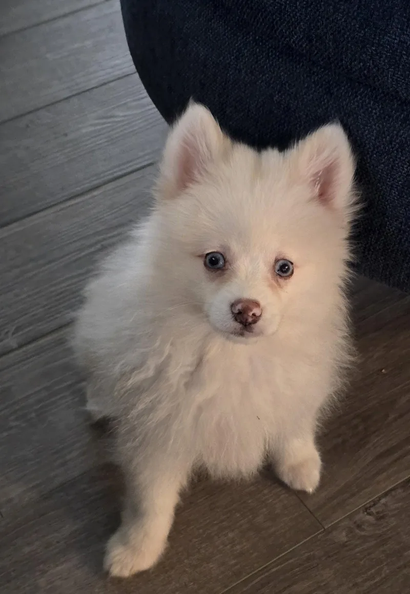 A baby small-sized male Pomeranian dog named Aspen for adoption in Wheaton, IL