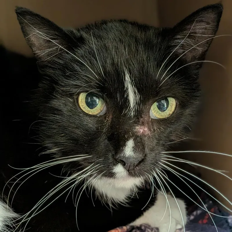 A senior medium-sized male Black Domestic Short Hair cat named Pawcino for adoption in Milan, IL