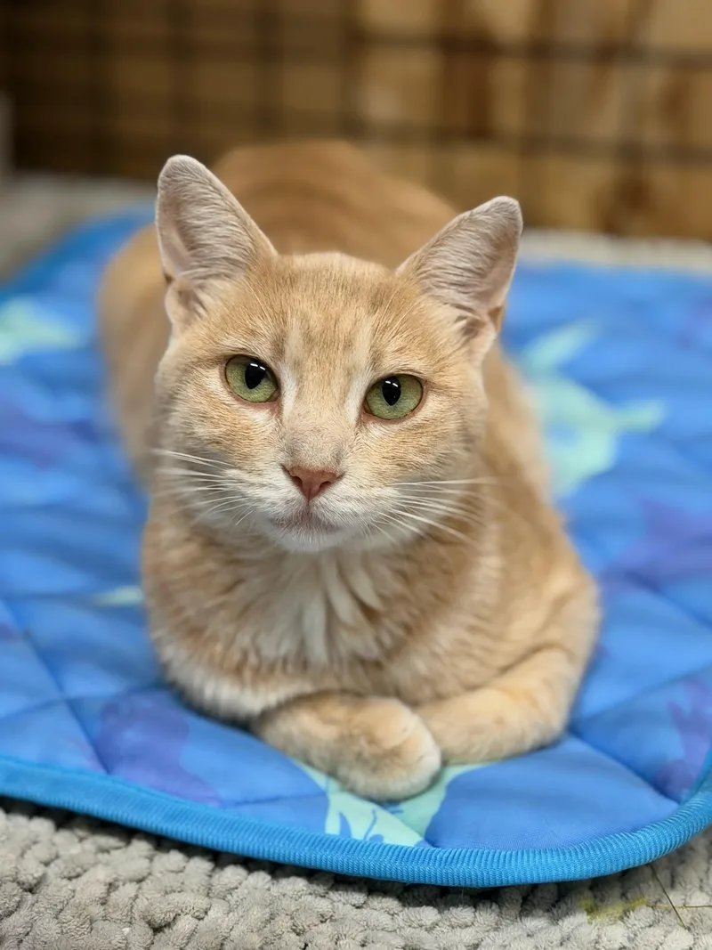 An adult medium-sized female Buff / Tan / Fawn Domestic Short Hair cat named Almond for adoption in Reeseville, WI