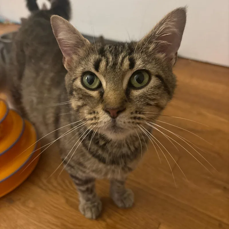 An adult medium-sized female Brown / Chocolate Domestic Short Hair cat named Shelby for adoption in Harrisonburg, VA