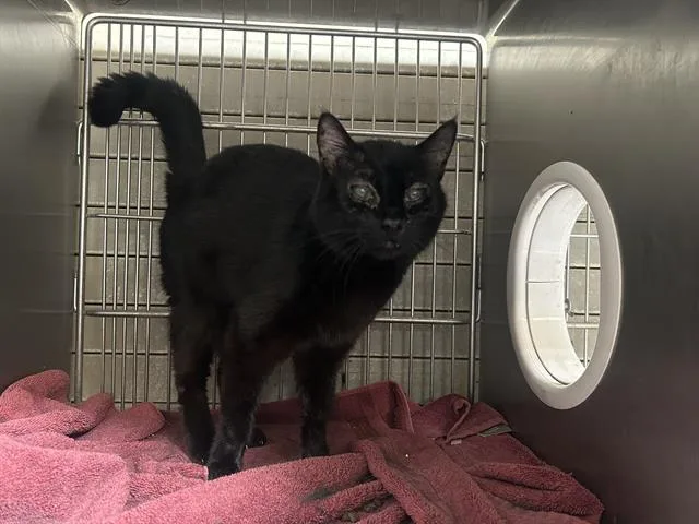 An adult medium-sized female Domestic Short Hair cat named Lucille for adoption in Downey, CA