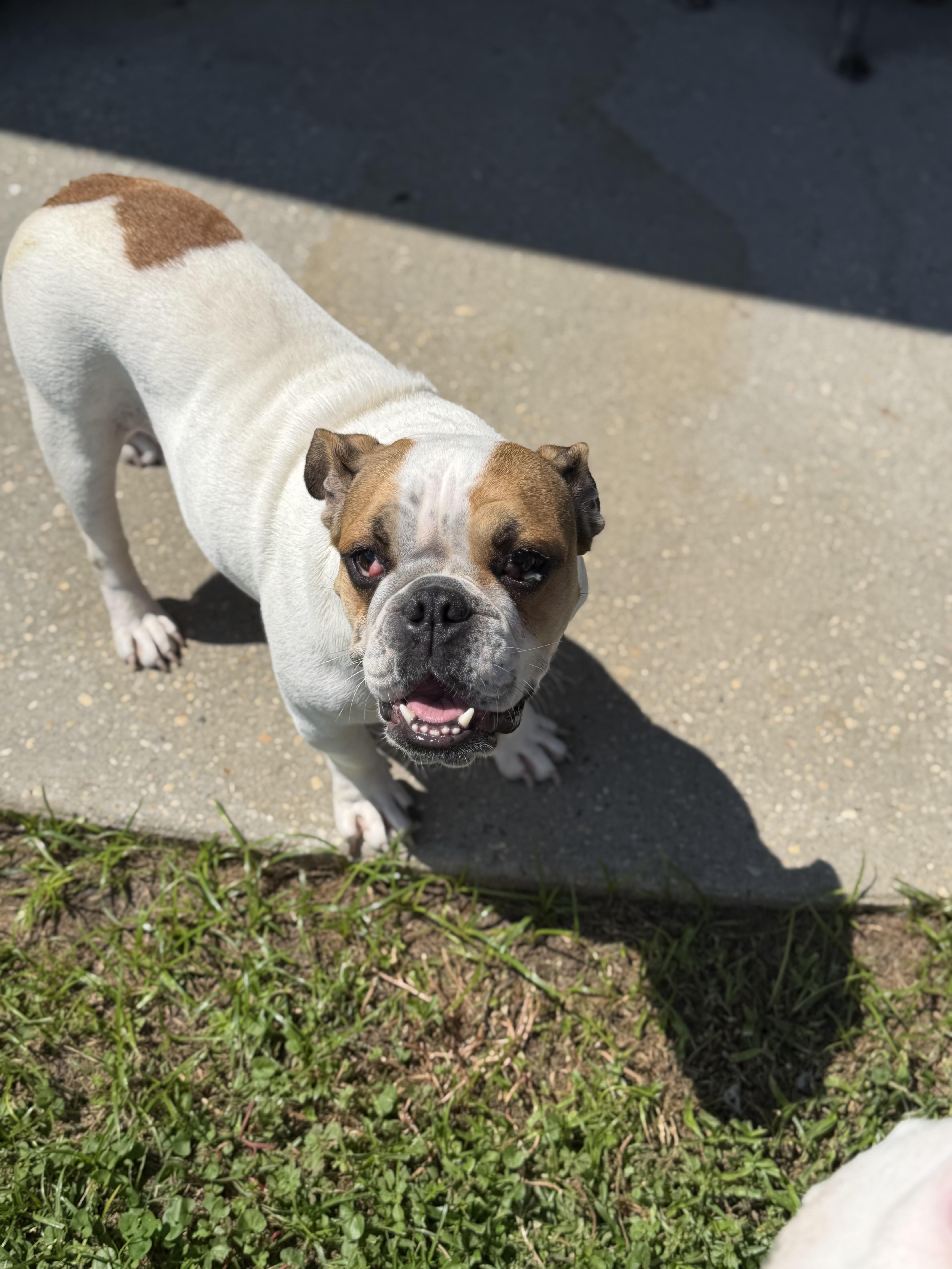 An adult small-sized female English Bulldog dog named Tilli for adoption in Lutz, FL