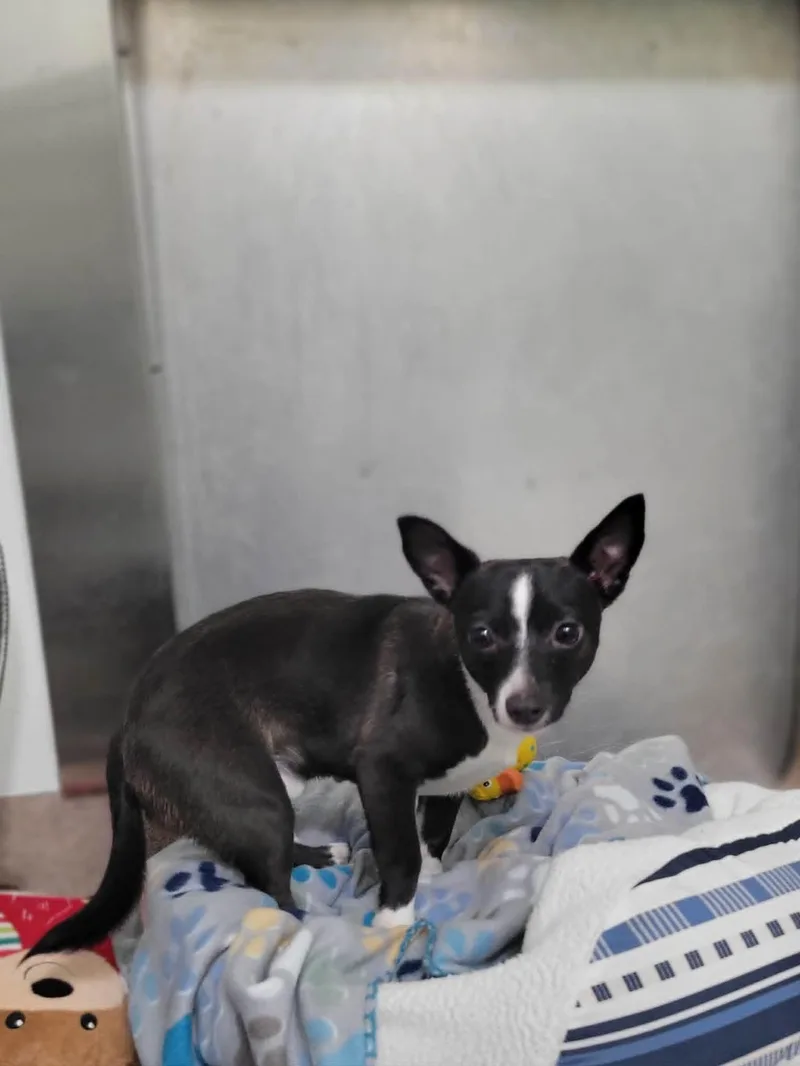 A young small-sized male Black Chihuahua dog named Coco for adoption in Chambersburg, PA