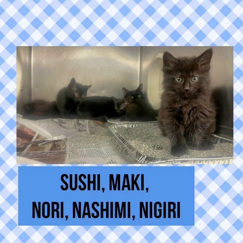 A baby small-sized male Black Domestic Medium Hair cat named Sashimi for adoption in Wheeling, IL