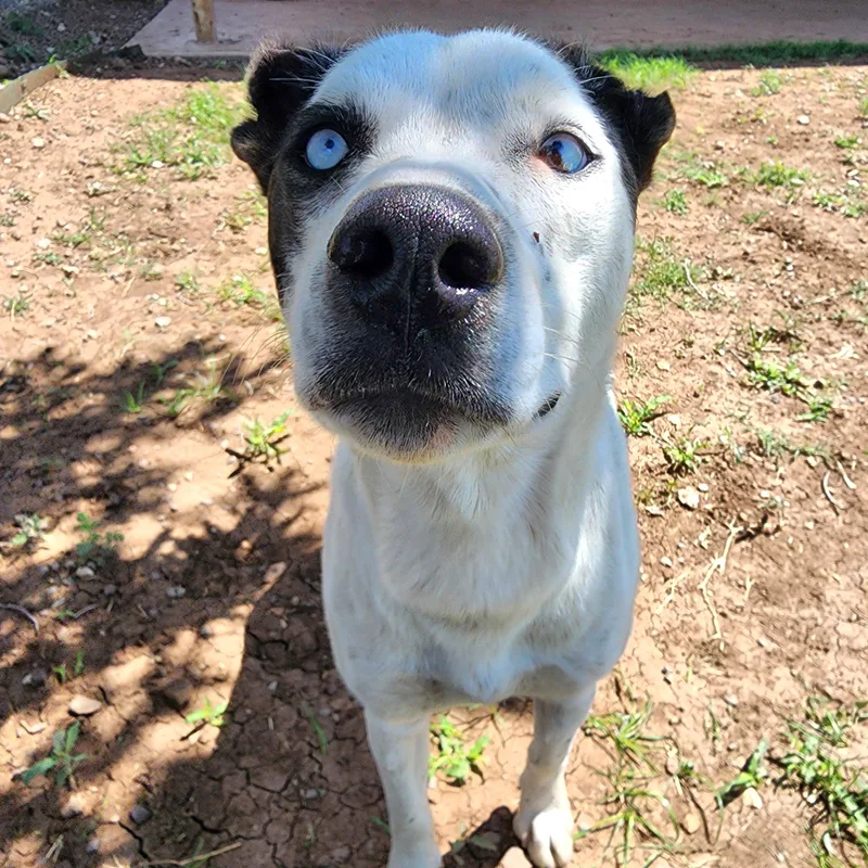 A young medium-sized female Husky dog named Lupita for adoption in Marfa, TX
