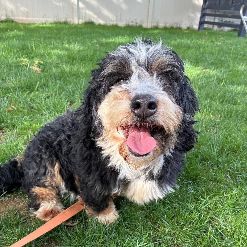 An adult medium-sized female Black Miniature Poodle dog named Junie for adoption in Sinking Spring, PA