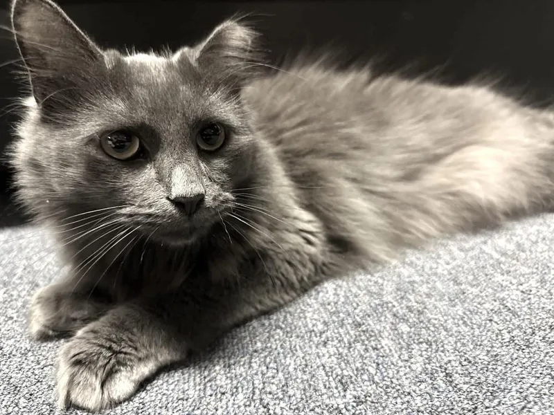 A young small-sized male Domestic Long Hair cat named Phantom for adoption in Patchogue, NY