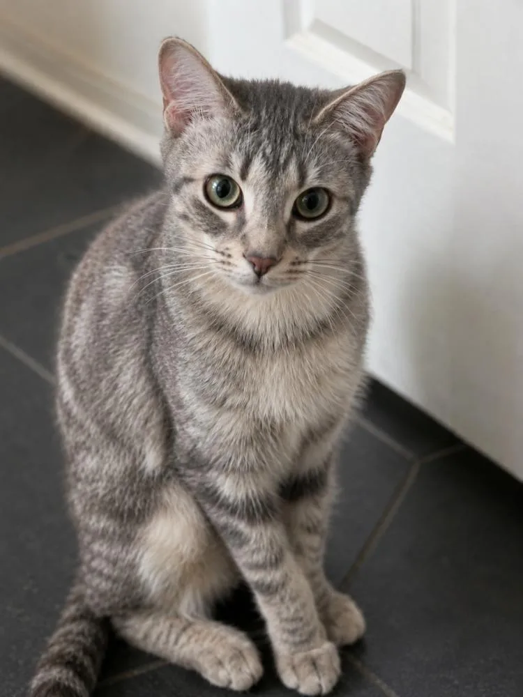 A young small-sized female Domestic Short Hair cat named Flora for adoption in Chicago, IL