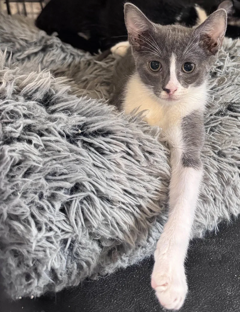 A baby medium-sized female Black & White / Tuxedo Domestic Short Hair cat named Ferrari and Porsche for adoption in Brooklyn, NY