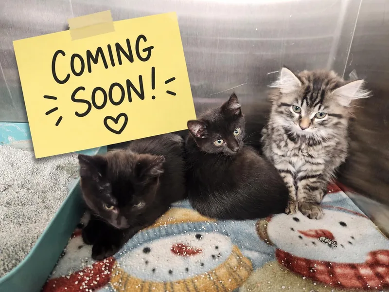 A baby medium-sized female Domestic Short Hair cat named Constellation Trio for adoption in Hagerstown, MD
