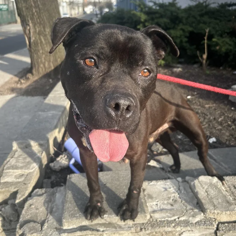 A young medium-sized male Black Pit Bull Terrier dog named Mateo for adoption in Weimar, CA