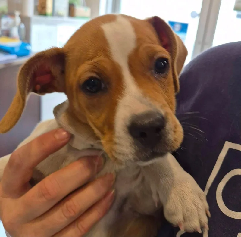 A baby small-sized female Brown / Chocolate Dachshund dog named Pepperoni for adoption in Latrobe, PA
