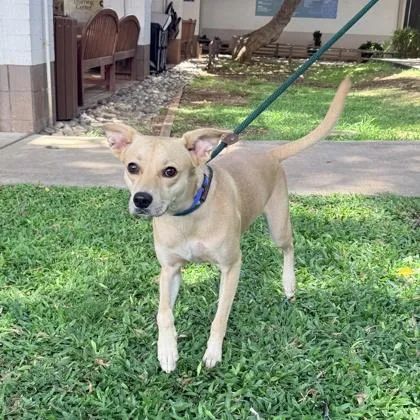 An adult medium-sized female Mixed Breed dog named Kuma for adoption in Honolulu, HI