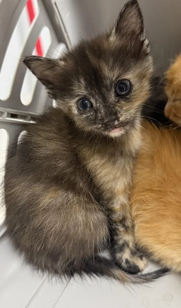 A baby small-sized female Domestic Short Hair cat named Stella for adoption in Lawrenceville, GA