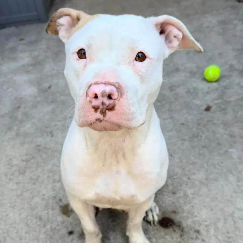 A baby medium-sized female White / Cream Pit Bull Terrier dog named Dr. Alhashimi for adoption in Northbrook, IL