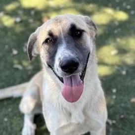 Nora