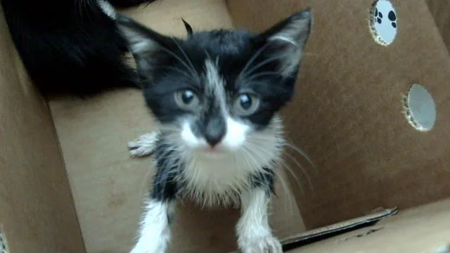 A baby medium-sized female Domestic Short Hair cat named Tiger for adoption in Dallas, TX