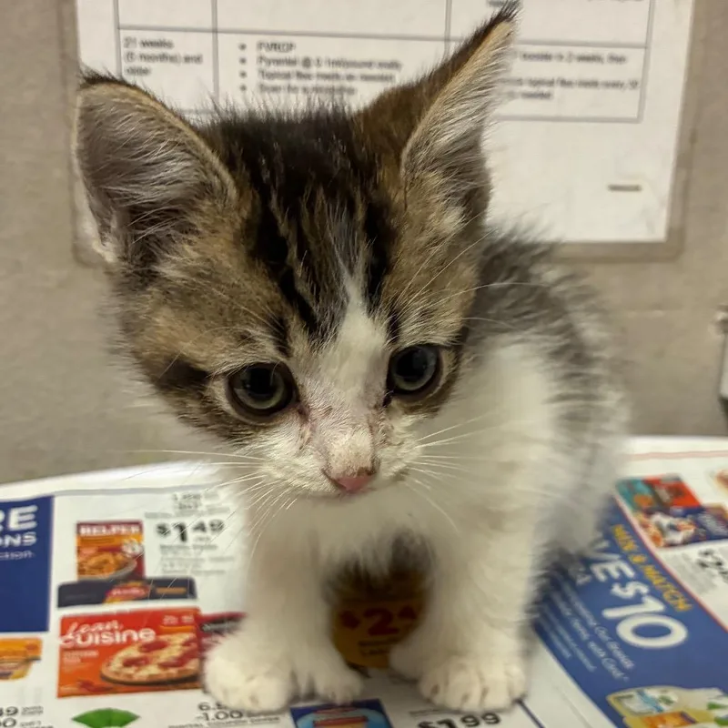 A baby small-sized male White Domestic Short Hair cat named Simon for adoption in Yuma, AZ