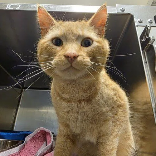 A young medium-sized male Tabby (Orange / Red) Domestic Short Hair cat named Rocket for adoption in Burlington, IA