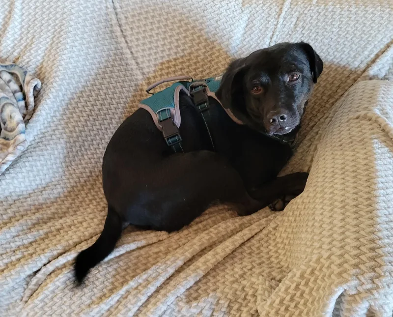 An adult medium-sized male Black Black Labrador Retriever dog named Hail for adoption in Houston, TX