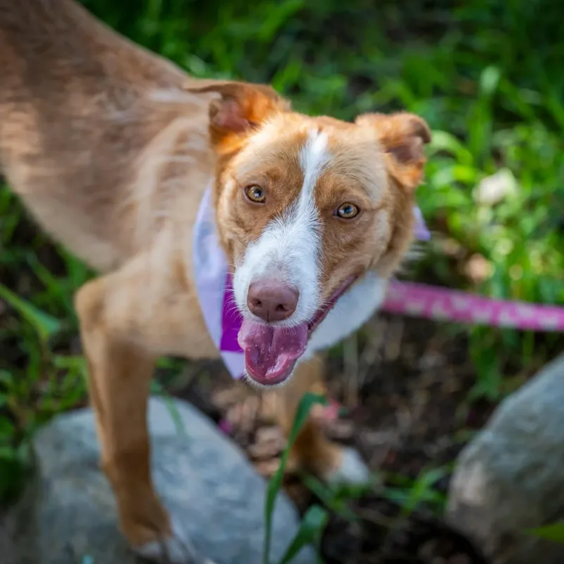 A young medium-sized female Red / Chestnut / Orange Portuguese Podengo dog named Cami for adoption in HANSON, MA