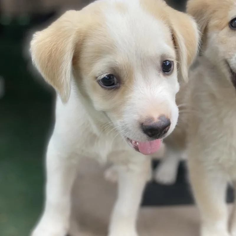 A baby medium-sized male Australian Shepherd dog named Rain for adoption in Escondido, CA