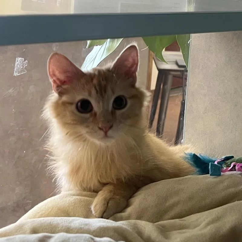 A young small-sized male Orange / Red Domestic Short Hair cat named Fuzzy for adoption in Glenwood Springs, CO