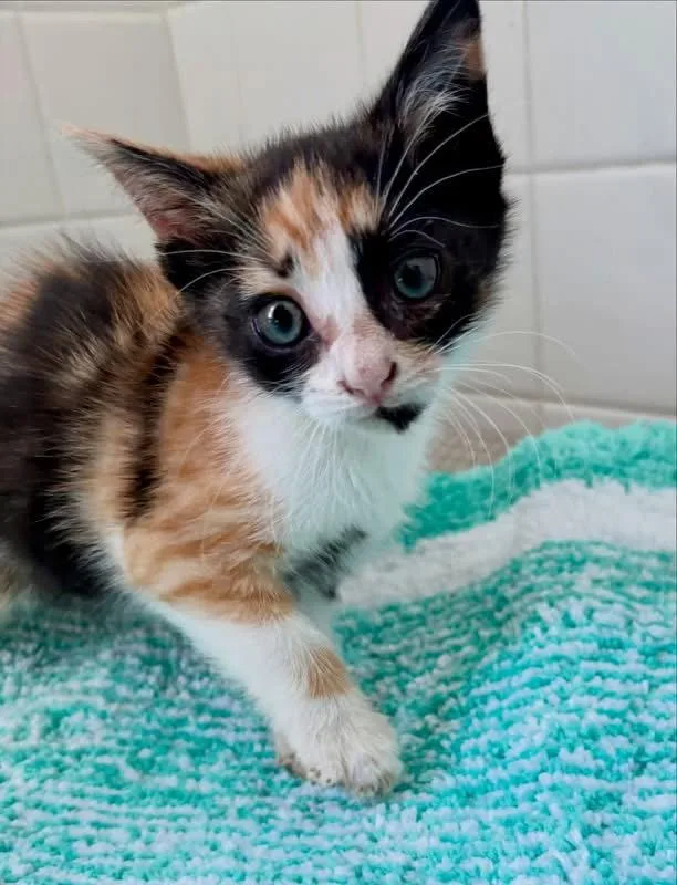 A baby medium-sized female Domestic Short Hair cat named Charlotte for adoption in Yardley, PA