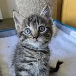 A baby small-sized male Brown / Chocolate Domestic Short Hair cat named Zander for adoption in Flagstaff, AZ