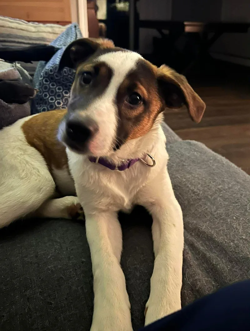 A young medium-sized female Terrier dog named Alexas for adoption in Pomfret Center, CT