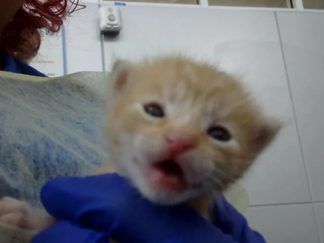 A baby medium-sized male Domestic Medium Hair cat named Tom for adoption in Dallas, TX