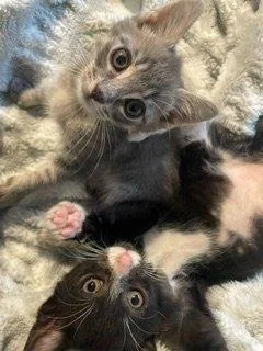 A baby small-sized male Domestic Short Hair cat named Trinket for adoption in Raleigh, NC