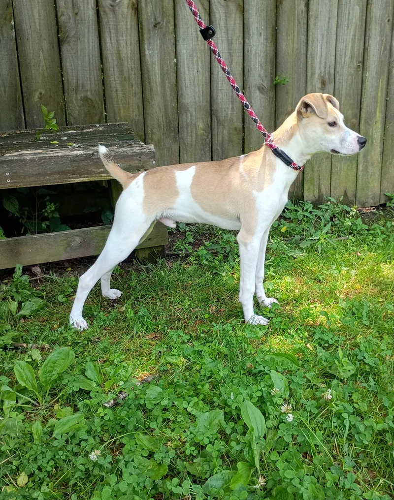A young small-sized male White / Cream Terrier dog named Benny for adoption in Maynardville, TN