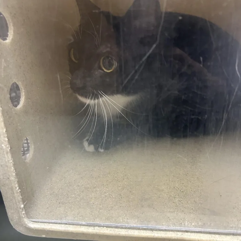 An adult medium-sized female Black Domestic Short Hair cat named CATharine for adoption in Philadelphia, PA