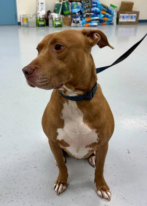 An adult large-sized male Pit Bull Terrier dog named Bronx for adoption in Skillman, NJ