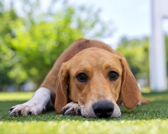 A young medium-sized female White / Cream Hound dog named Darla for adoption in Manhasset, NY