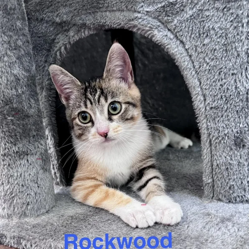 A baby small-sized female Calico Domestic Short Hair cat named Rockwood for adoption in Fredericksburg, VA