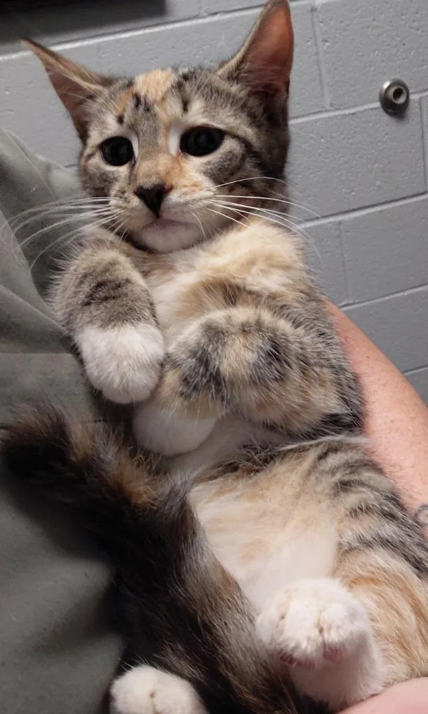 A baby small-sized female Domestic Short Hair cat named Rosalie for adoption in Henderson, NC