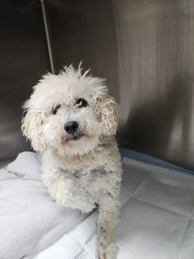 An adult small-sized male Poodle dog named Cookie for adoption in Chatsworth, CA